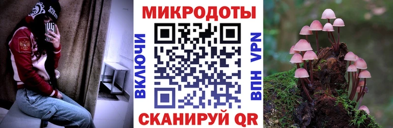 Купить  Губаха  Галлюциногенные грибы Psilocybe 